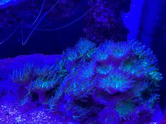 -悉尼海洋生物水族馆