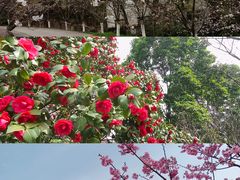 -南山植物园