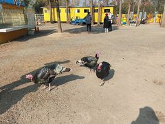 -前小桔亲子创意农场·草莓采摘·露营烧烤