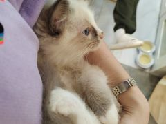 -楼上猫咖(罗湖店)