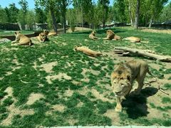 -北京野生动物园