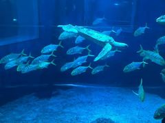 -太平洋海底世界