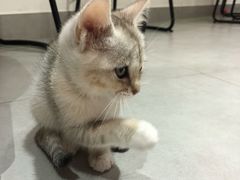 -Heymao猫咖.咖啡厅(东门店)