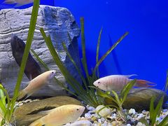 -上海海洋水族馆