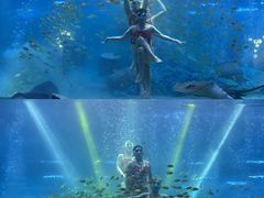 -海合安成都极地海洋公园