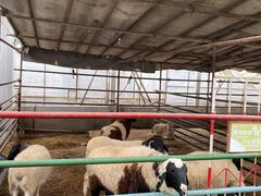 -南宫五洲植物乐园