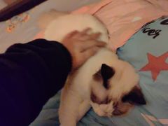 -唐小姐の猫狗洗护·购宠旗舰店(周浦万达店)