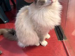 -和它·交个朋友·狗咖猫咖(爱琴海店)