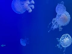 -海合安青岛极地海洋公园