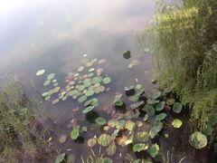 -白洋淀景区