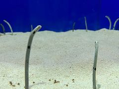 -上海海洋水族馆