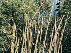 -云南勐巴娜西珍奇园