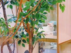 -屋虎猫馆(宝安大仟里店)
