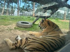 -西霞口神雕山野生动物世界