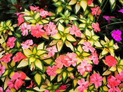 -松山湖梦幻百花洲