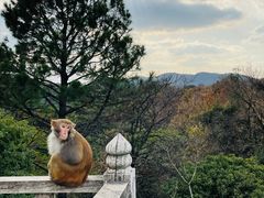 -苏州上方山国家森林公园