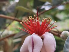 -呀路古热带植物园