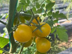-长洲岛都市农业公园