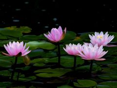 -国家植物园南园