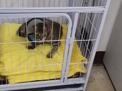 -爱侣·安琦尔宠物医院·中兽医针灸·心内科·狂犬免疫点(宝山区院)