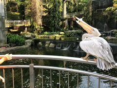 -吉隆坡雀鸟公园