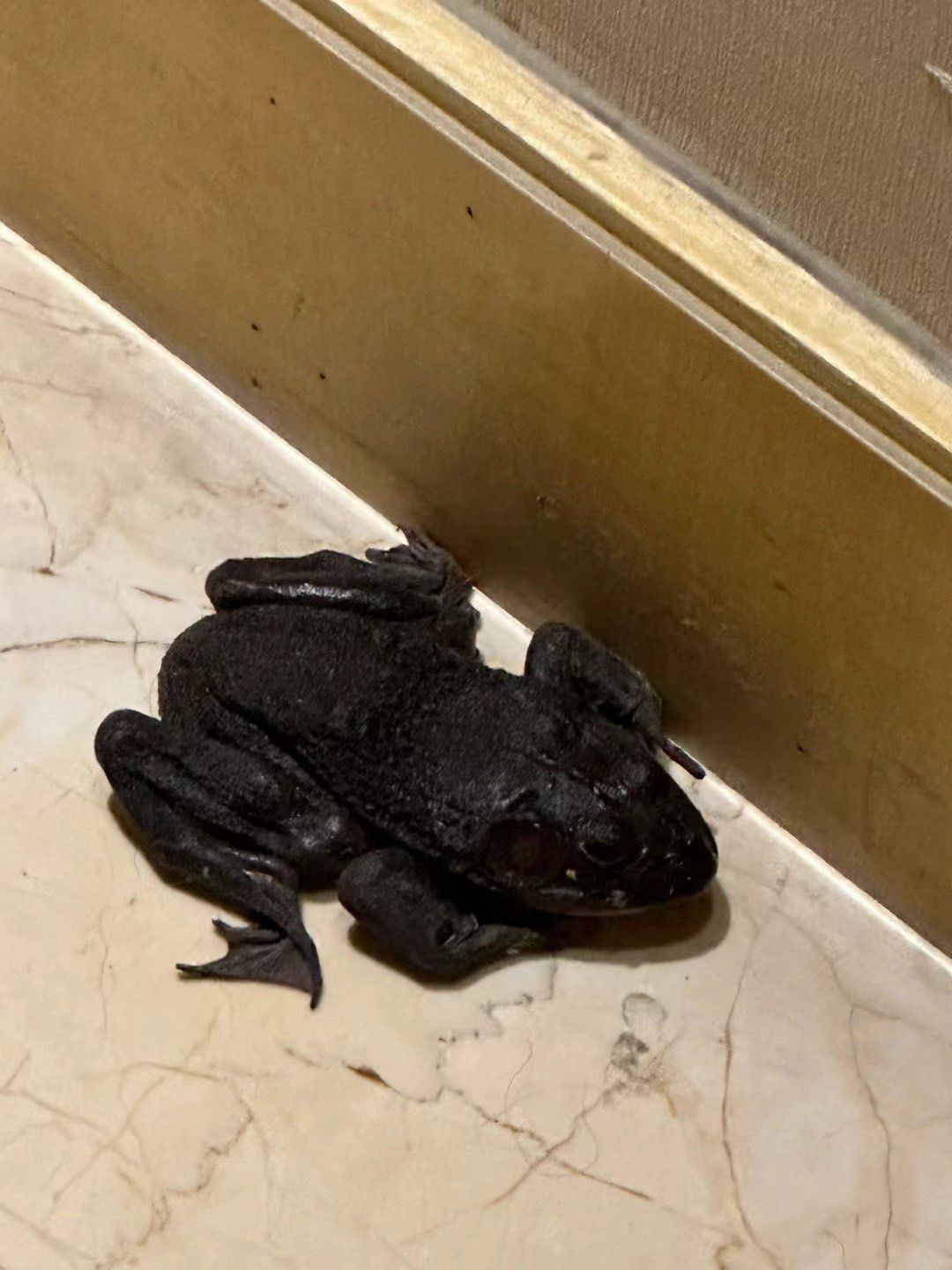 二十多楼家门口惊现黑色蛤蟆🐸