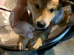 -PETKIT小佩宠物·低压洗护(国顺东路店)