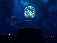 演出-上海海昌海洋公园