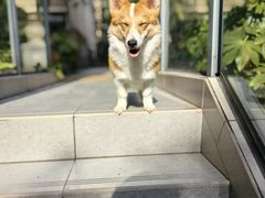 -翊宠yipet猫狗购宠庄园犬舍•猫舍