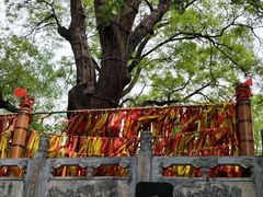 -大槐树寻根祭祖园