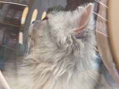 -瑞派康怡24h宠物医院·犬猫医疗中心·微创绝育(瑞景分院)