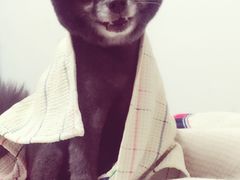 -瑞鹏宠物医院·爱宠堂·骨外专科(西荷分院)