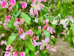 -海棠花溪(元大都城垣遗址公园)