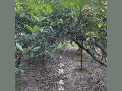 -塘栖枇杷特色园区