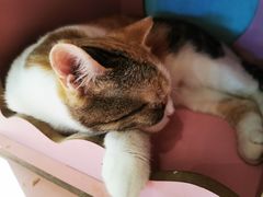 -猫小院猫主题餐厅(三里屯店)