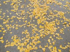 -四川大学(华西校区)