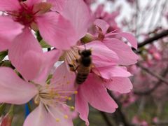 -天适樱花悠乐园
