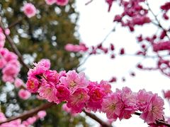 -香山公园