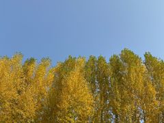 -御道口草原森林风景区