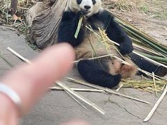 -都江堰中华大熊猫苑