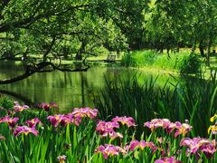 -上海共青森林公园