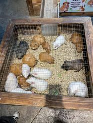 -酷嗒动物文化乐园(cutezoo西溪乐天城店)