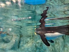 -香港海洋公园