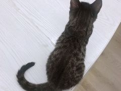 -浣熊柯尔鸭土拨鼠·电玩咖