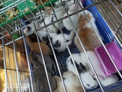 -万商花鸟市场