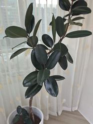 -HEYAN荷妍专业脱毛连锁机构