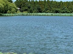 -溱湖国家湿地公园