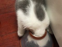 -艾贝尔宠物医院·狂犬免疫点(江山金象城店)