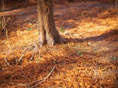 -上海海湾国家森林公园