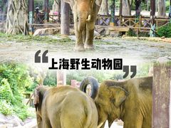 -上海野生动物园